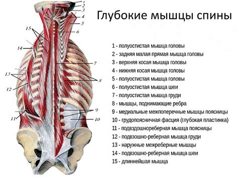 Сохраняет натуральную позицию позвоночника и развивает мышцы