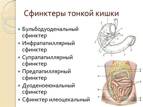 Спазм сфинктера уретры