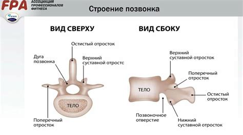 Спецификаций анатомической структуры позвонков