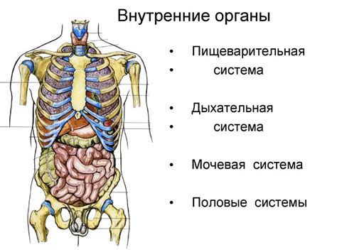 Специфика и структура женского тела