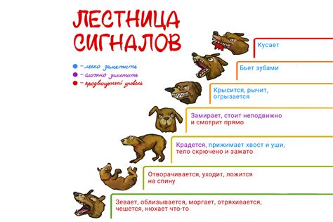 Способы обучения собак, чтобы они не стояли кверху попой