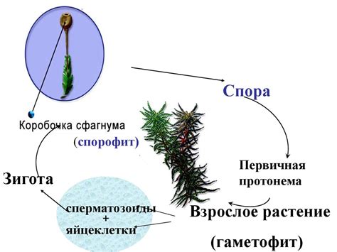 Способы размножения и жизненный цикл кукушкина лена и сфагнума