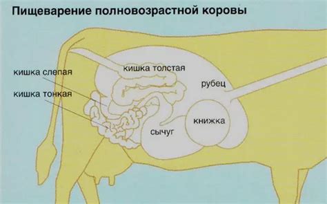 Сравнение количества слюны у коровы с другими животными