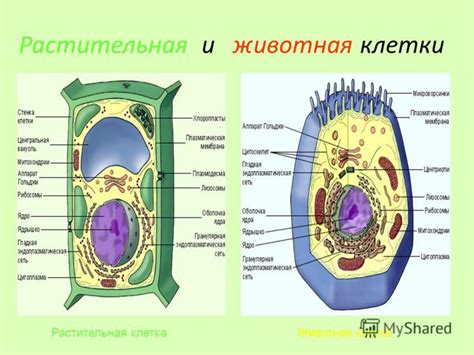 Сравнение структур животных и растительных клеток