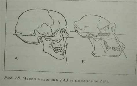 Сравнение формы таза человека и шимпанзе: основные отличия и причины