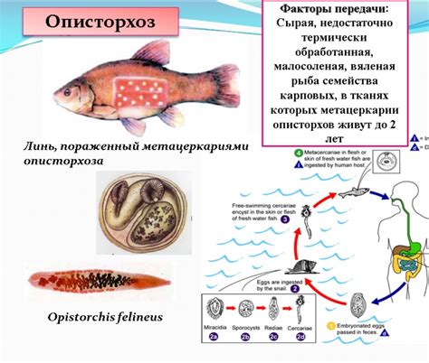 Срок морожения рыбы от описторхоза