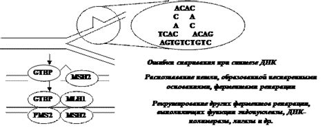 Стабильность клеточного образования