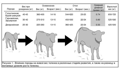 Статистика среднего веса коровы на убой