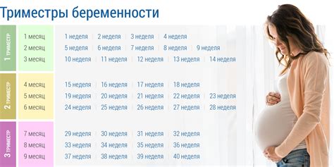 Статистические данные о весе плода в 11 недель беременности