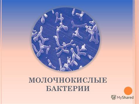 Статья расскажет о полезных свойствах бактерий в кулинарии