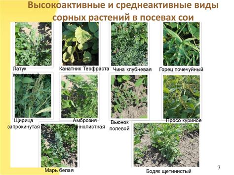 Степень засоренности в цветочных семенах