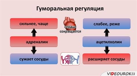 Стимуляция работы сердца и сосудов