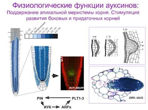 Стимуляция развития боковых корешков при выкапывании