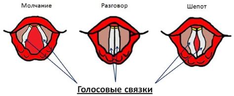 Стрессы и их влияние на голосовые связки грудничков