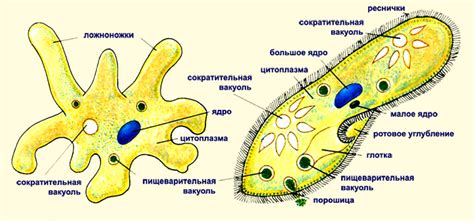 Строение амебы и эвглены: основные характеристики