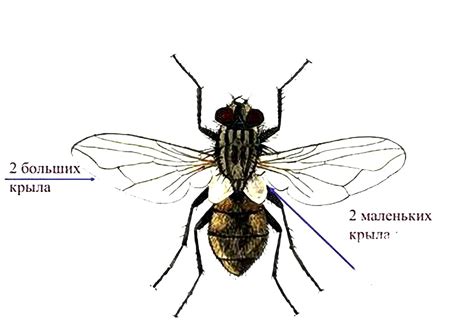 Строение глаз у мухи и человека