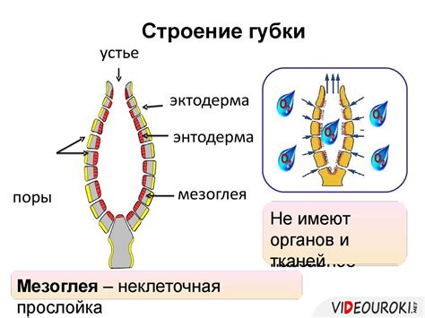 Строение губок и его влияние на образ жизни