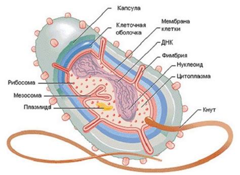 Строение клетки бактерии