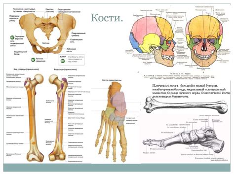 Строение костей и мышц