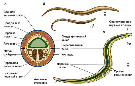 Строение круглых червей