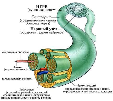 Строение нервных волокон: аналогия с электрическими проводами