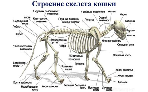 Строение скелета котов