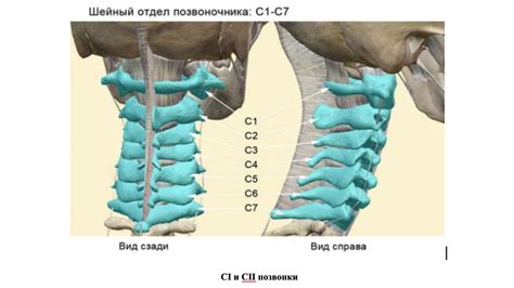 Строение черепа и шейного отдела позвоночника