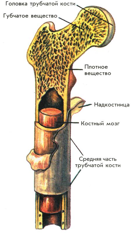 Структура костей