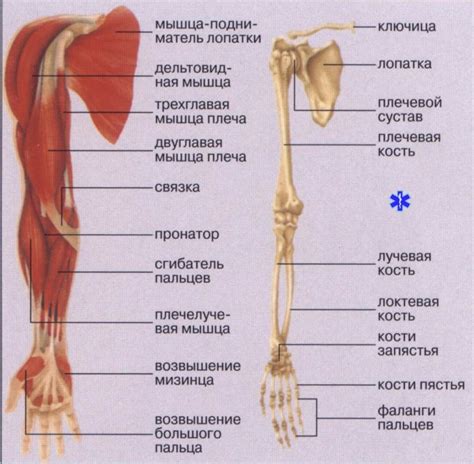 Структура костей и суставов