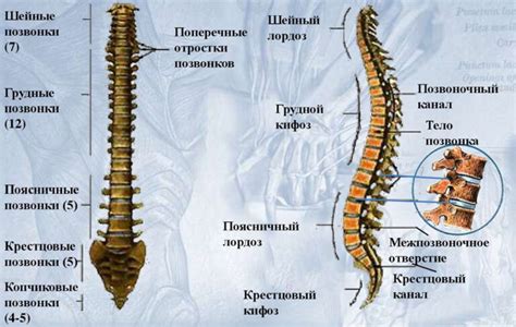 Структура крестца в организме