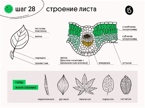 Структура листа