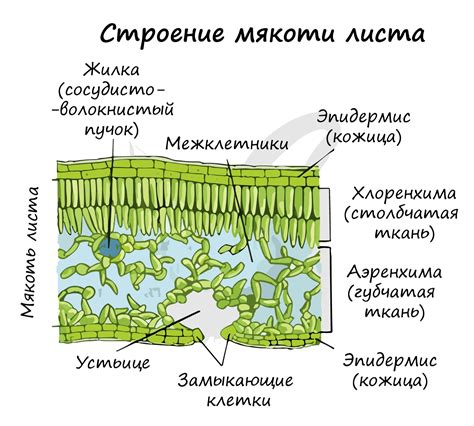 Структура листа и процесс сушки