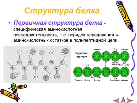 Структура мономера белка