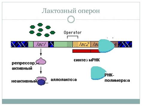 Структура оперона и полицистронного гена