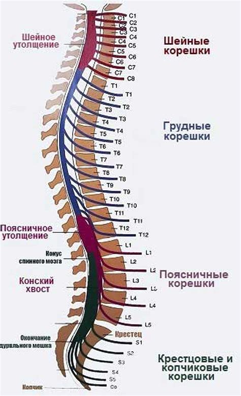 Структура позвоночника