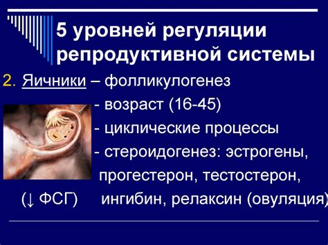 Структура репродуктивной системы