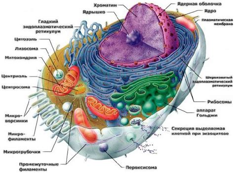 Структура рибосом эукариот