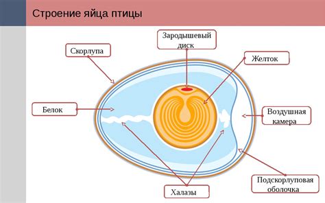 Структура скорлупы