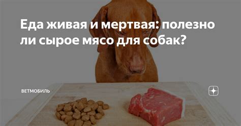 Сырое мясо для собак: польза и опасность