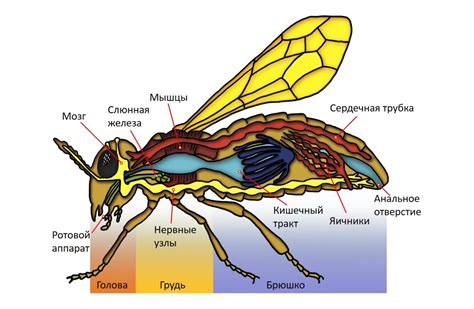 Телосложение и строение пчел: отличительные черты насекомых