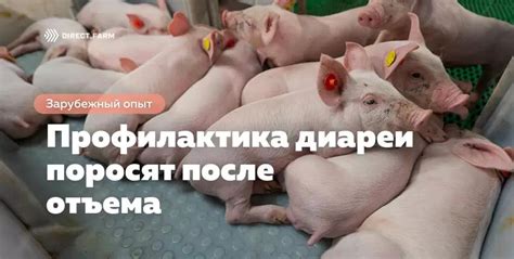 Техники реабилитации после хирургического вмешательства у поросят с выпрямленными задними ногами