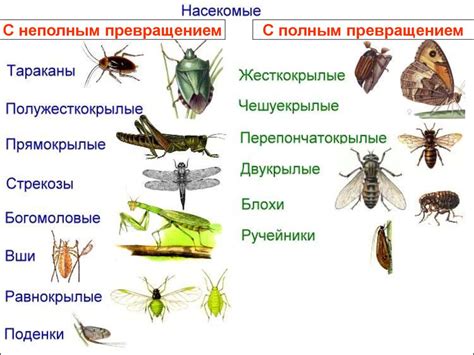 Типы насекомых