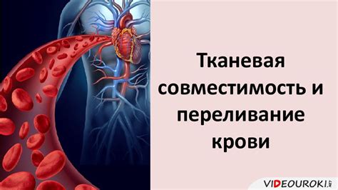 Тканевая совместимость и пересадка органов