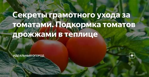 Томаты способствуют правильному пищеварению