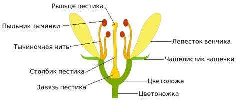 Торговля и коммерческое значение цветка