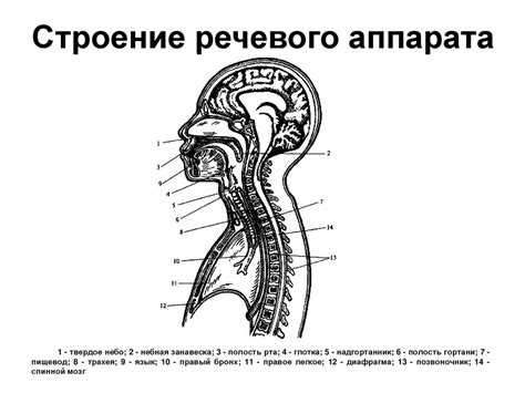 Травмы и повреждения, влияющие на функционирование речевого аппарата