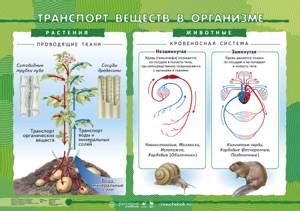 Транспортные функции: передвижение и поставка питательных веществ