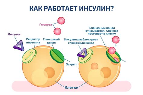 Углеводы и инсулин