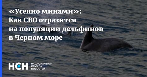 Угрозы для дельфинов в Черном море