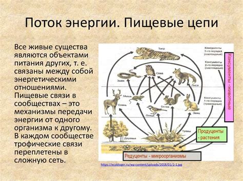 Уж: опасность и значение в пищевой цепи